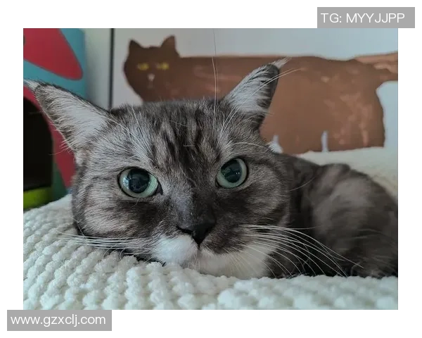 足球明星命名的猫咪们：他们的可爱与魅力如何影响我们的生活